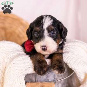 Hercules, Bernedoodle Puppy